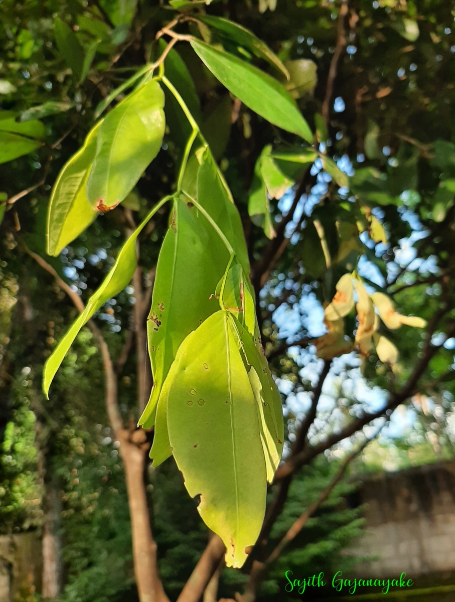 Cynometra cauliflora L.